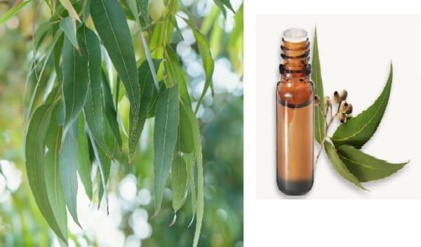 Eucalyptus Globulus Huile Essentielle Bio